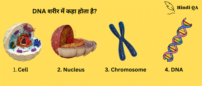 Where is DNA Found in Body